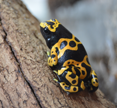 D. leucomelas.png