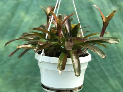 Bromelia som trivs i sommarvärmen ...