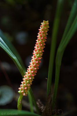 Anthurium bakeri