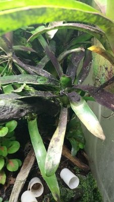 IMG_20170731_564.jpg