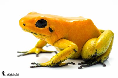 terribilis_orange.jpg