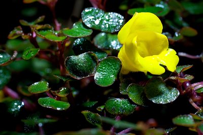D14_4115.JPG