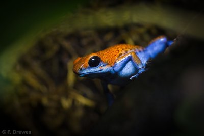 Oophaga sp. Escudo