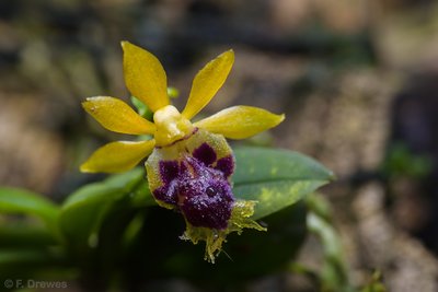 Haraella odorata