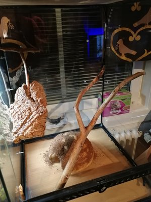 IMG_20180303_184425.jpg