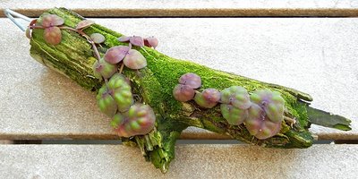 IMG_4921.JPG