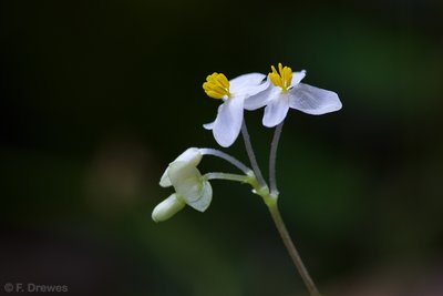 _IMG2539.jpg (305.55 KiB) Visad 17094 gånger Begonia thelmae