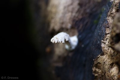 _IMG2564.jpg