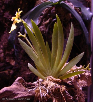 orcidae_7.jpg