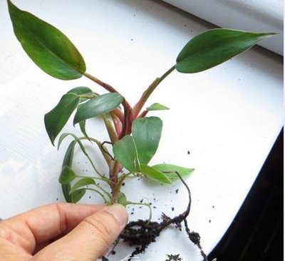 1537979666077_philodendron.JPG