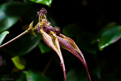 _IMG7539.jpg (445.67 KiB) Visad 9458 gånger Bulbophyllum fascinator