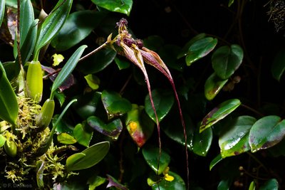 _IMG7542.jpg (776.08 KiB) Visad 9458 gånger Bulbophyllum fascinator
