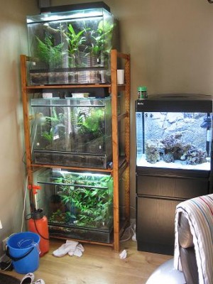 Några av mina terrarium