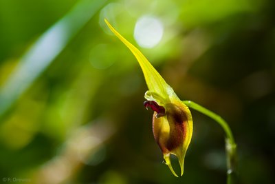 Masdevallia pinocchio