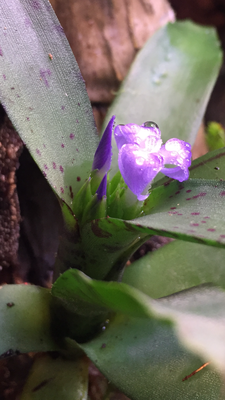 F27D8EDF-6E74-48C9-8623-57223E12D3FD.png (2.09 MiB) Visad 10100 gånger Neoregelia lilliputiana