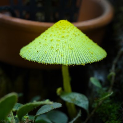 _IMG8746.jpg