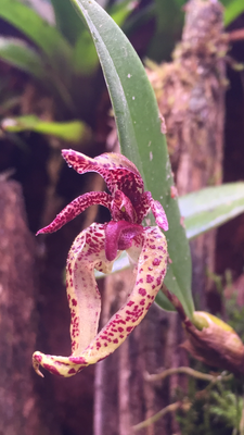 bulbophyllum lasiochilum