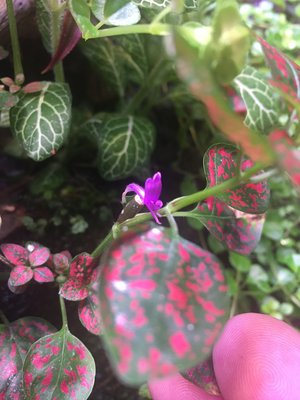 En av rosenstänken blommar ( aldrig sett förut)