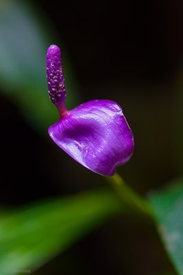 _IMG1627.jpg