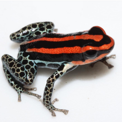 R. ventrimaculata-1.png