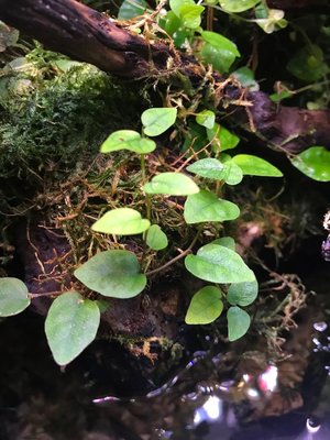 Ficus Pumila