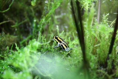 terrariet 033.jpg