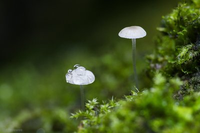 _IMG7825.jpg