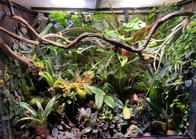 terrarium.jpg
