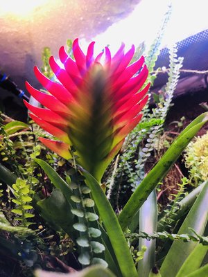Vriesea