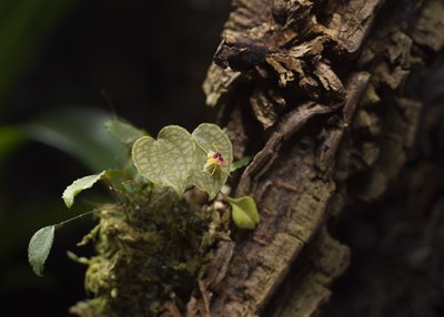 LepanthesSaltatrix.jpg