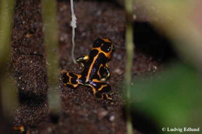 intermedius.jpg