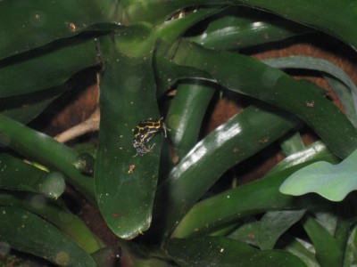 Ranitomeya ventrimaculata