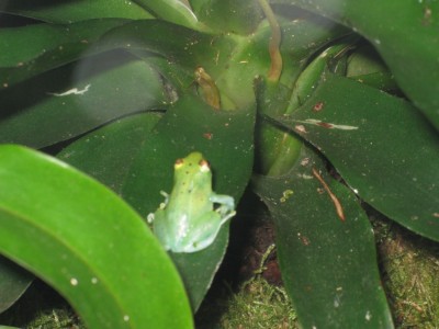 Hyperolius pusillus
