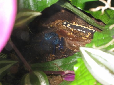 Dendrobates azureus och Neurergus kaiseri