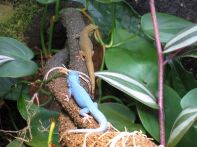 Lygodactylus williamsi par